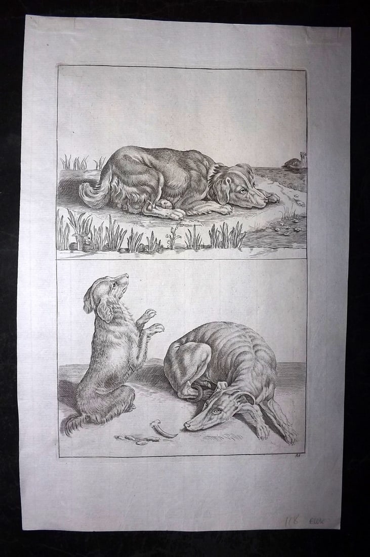 Lairesse, Gerard de 1746 Rare Folio Print. Dogs (1 of 2)