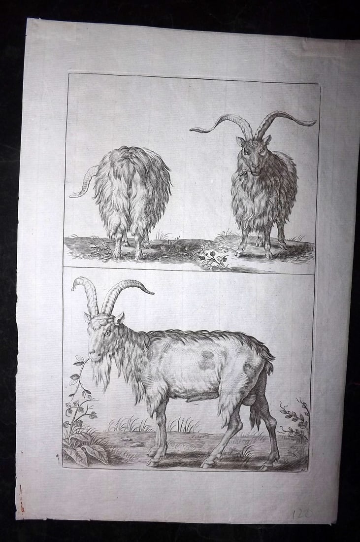 Lairesse, Gerard de 1746 Rare Folio Print. Goat (1 of 2)