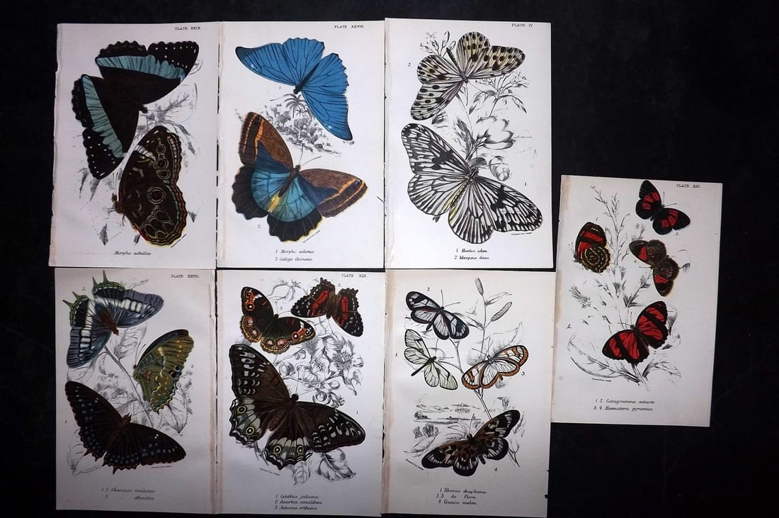 Lloyds's 1897 Lot of 7 Antique Butterfly Prints (1 of 2)