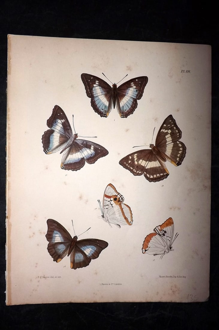 Moore, Frederic 1890's Rare Hand Col India Butterfly Print 191: Hand Colored Lithograph Published 1890-1913, London for "Lepidoptera Indica" by Frederic Moore. Fine hand colour heightened with Gum Arabic. Paper Size: 11.5 x 8.5 inch (29 x 22cm) Some background ton