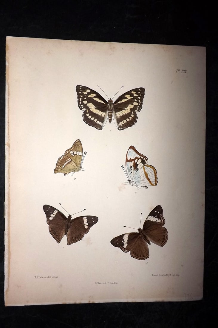 Moore, Frederic 1890's Rare Hand Col India Butterfly Print 192: Hand Colored Lithograph Published 1890-1913, London for "Lepidoptera Indica" by Frederic Moore. Fine hand colour heightened with Gum Arabic. Paper Size: 11.5 x 8.5 inch (29 x 22cm) Very minor toning. 