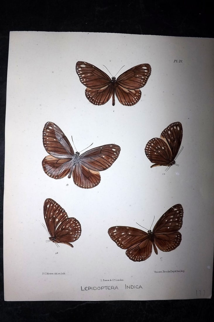 Moore, Frederic 1890's Rare Hand Col India Butterfly Print 21: Hand Colored Lithograph Published 1890-1913, London for "Lepidoptera Indica" by Frederic Moore. Fine hand colour heightened with Gum Arabic. Paper Size: 11.5 x 8.5 inch (29 x 22cm) Very minor backgrou