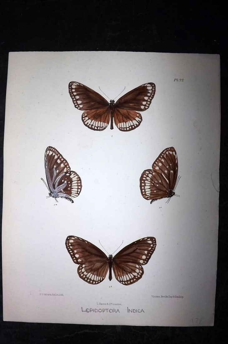 Moore, Frederic 1890's Rare Hand Col India Butterfly Print 22: Hand Colored Lithograph Published 1890-1913, London for "Lepidoptera Indica" by Frederic Moore. Fine hand colour heightened with Gum Arabic. Paper Size: 11.5 x 8.5 inch (29 x 22cm) Very minor backgrou