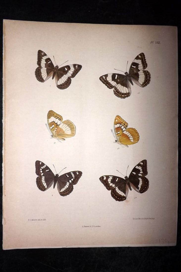Moore, Frederic 1890's Rare Hand Col India Butterfly Print 255: Hand Colored Lithograph Published 1890-1913, London for "Lepidoptera Indica" by Frederic Moore. Fine hand colour heightened with Gum Arabic. Paper Size: 11.5 x 8.5 inch (29 x 22cm) Very minor toning. 
