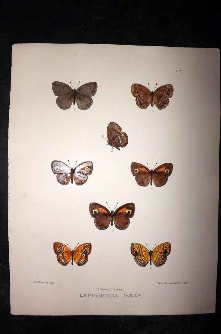 Moore, Frederic 1890's Rare Hand Col India Butterfly Print 72: Hand Colored Lithograph Published 1890-1913, London for "Lepidoptera Indica" by Frederic Moore. Fine hand colour heightened with Gum Arabic. Paper Size: 11.5 x 8.5 inch (29 x 22cm) Tiny right margin t