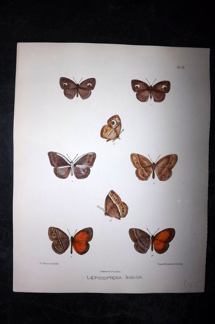 Moore, Frederic 1890's Rare Hand Col India Butterfly Print 73: Hand Colored Lithograph Published 1890-1913, London for "Lepidoptera Indica" by Frederic Moore. Fine hand colour heightened with Gum Arabic. Paper Size: 11.5 x 8.5 inch (29 x 22cm) Good Condition