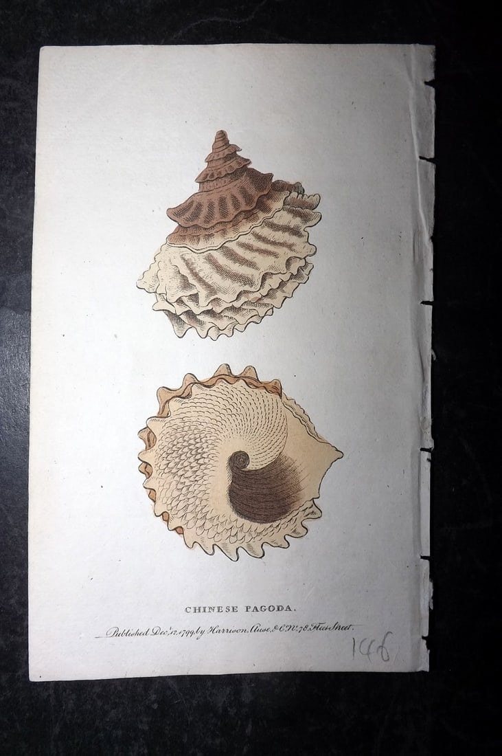 Naturalist's Pocket Mag 1799 Hand Col Print. Chinese Pagoda Shell: Copper Plate Published 1798-1802 by Harrison et al., London for "The Naturalist's Pocket Magazine; or, Compleat Cabinet of the Curiosities and Beauties of Nature" Many of the Natural History Images ar
