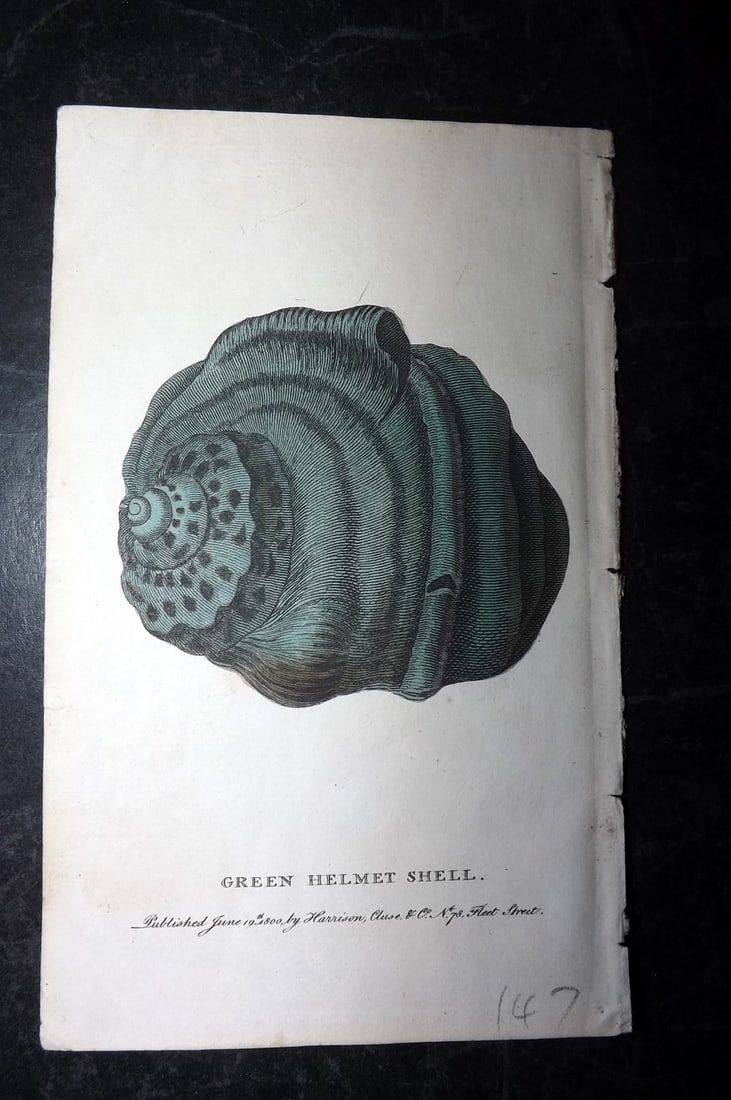 Naturalist's Pocket Mag 1799 Hand Col Print. Green Helmet Shell: Copper Plate Published 1798-1802 by Harrison et al., London for "The Naturalist's Pocket Magazine; or, Compleat Cabinet of the Curiosities and Beauties of Nature" Many of the Natural History Images ar