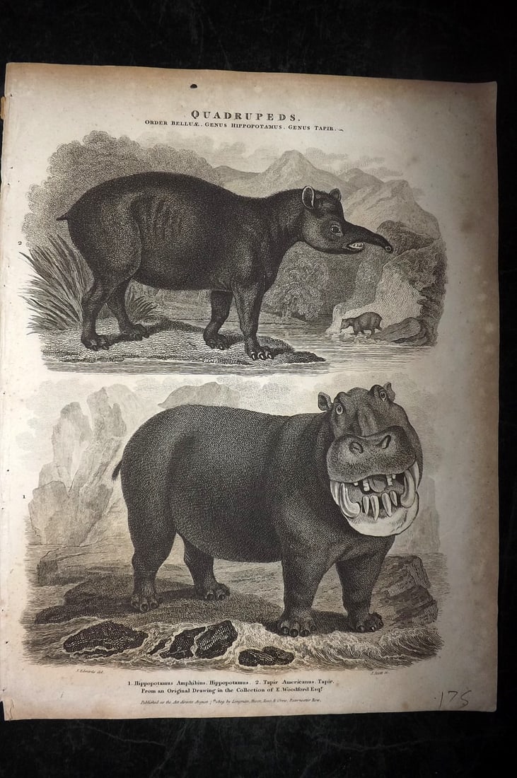 Rees, Abraham 1820 Antique Print. Hippo & American Tapir: Copper Plate Published 1802-20 by Longman, Hurst, Rees & Orme for "The Cycloaedia: or, Universal dictionary of arts, sciences, and literature" By Abraham Rees. Paper Size: 10.5 x 8.5 inch (27 x 22cm) 