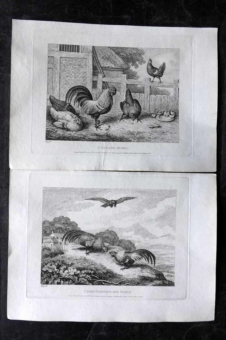 Howitt, Samuel 1811 Pair of Bird Etchings. Cockfighting, Cock & Eagle (1 of 2)