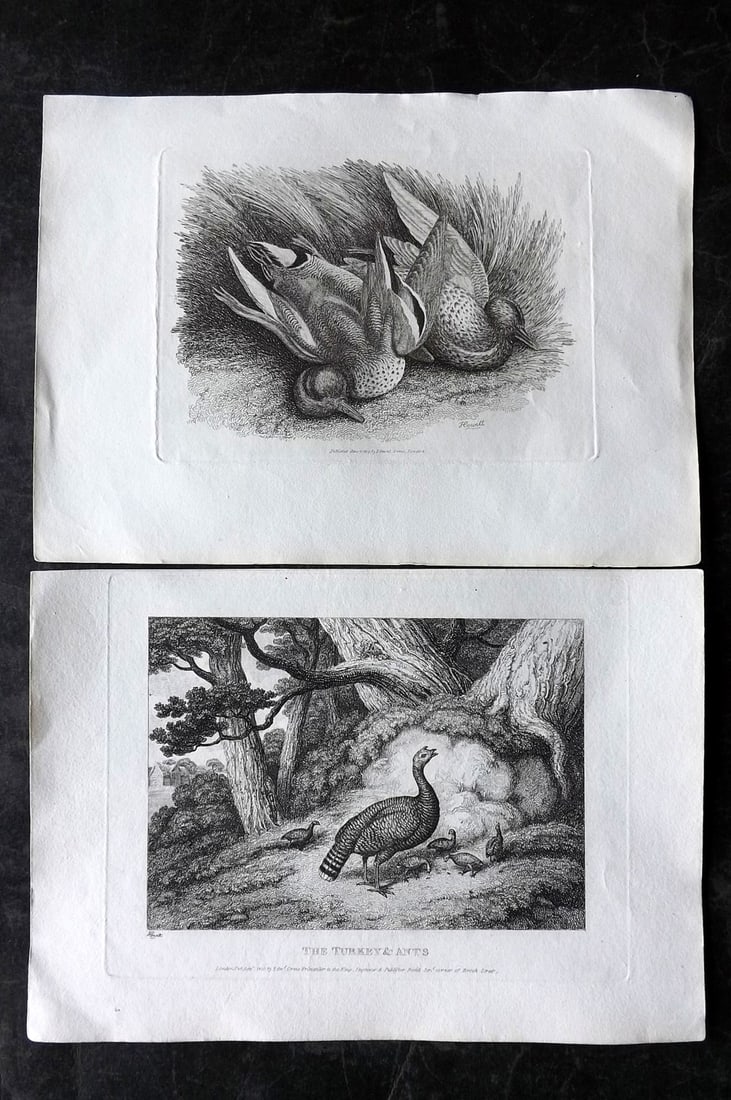 Howitt, Samuel 1811 Pair of Bird Etchings. Turkey, Ants & Birds: Etchings Published 1811, London for "A New Work of Animals?" Drawn and Etched by Samuel Howitt. Paper Size: 11 x 7.5 inch (28 x 19cm) Good Condition