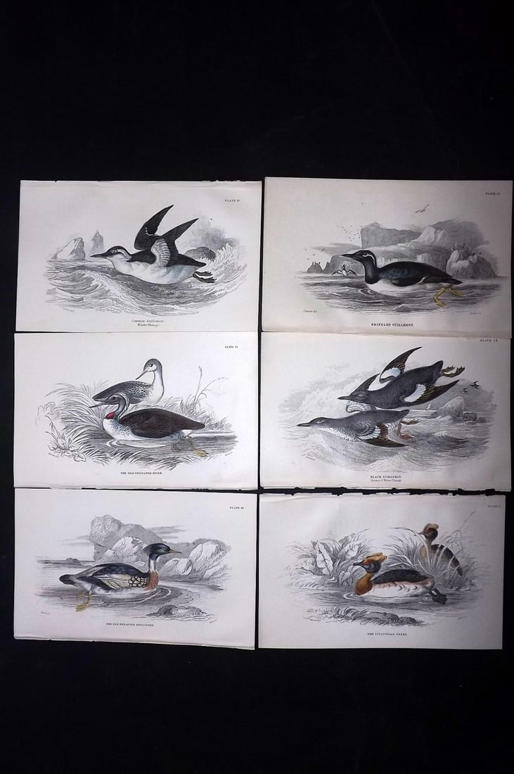 Jardine, William C1850 Lot of 6 Hand Col Bird Prints (1 of 2)