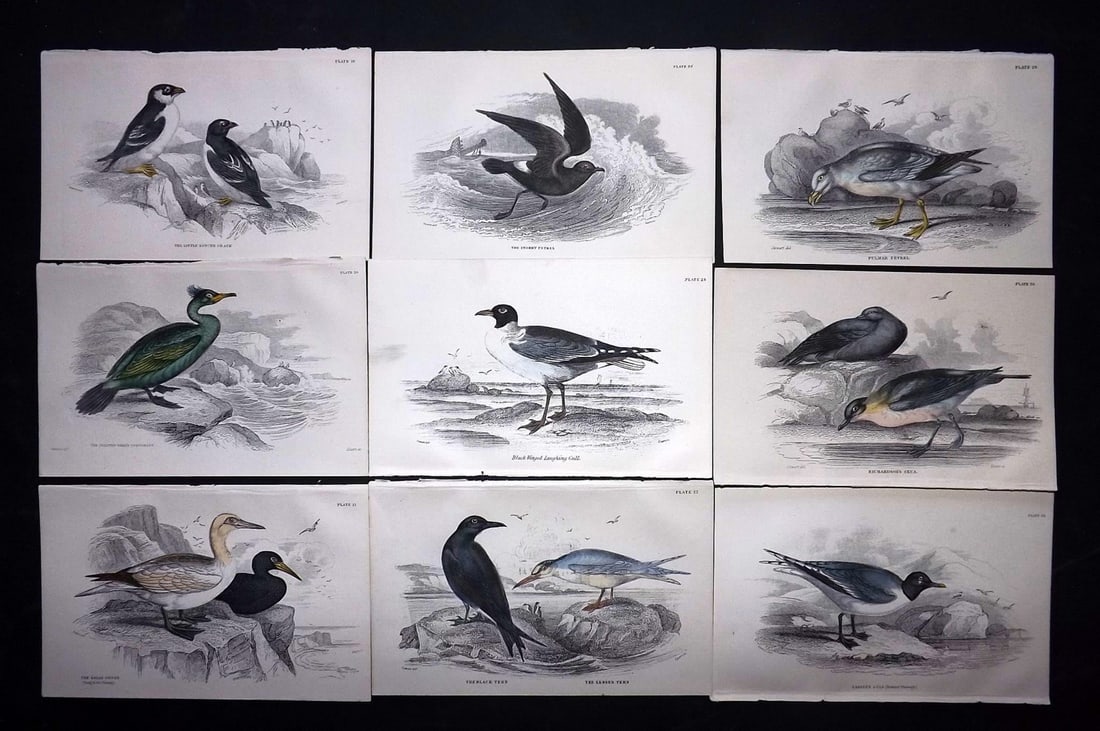 Jardine, William C1850 Lot of 9 Hand Col Bird Prints (1 of 2)