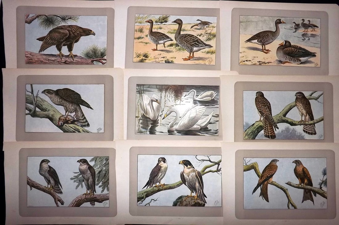 Mahler, P. 1907 Lot of 9 Antique Bird Prints (1 of 2)