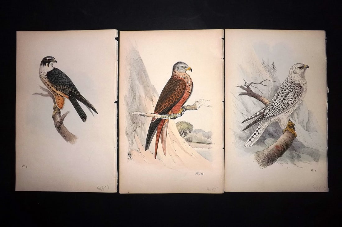 Meyer, Henry 1844 Lot of 3 Hand Col Birds of Prey Prints (1 of 2)