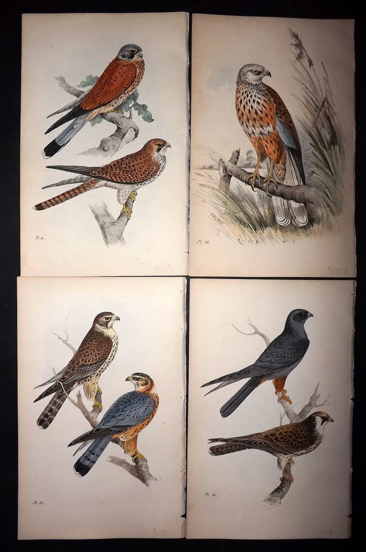 Meyer, Henry 1844 Lot of 4 Hand Col Birds of Prey Prints (1 of 2)