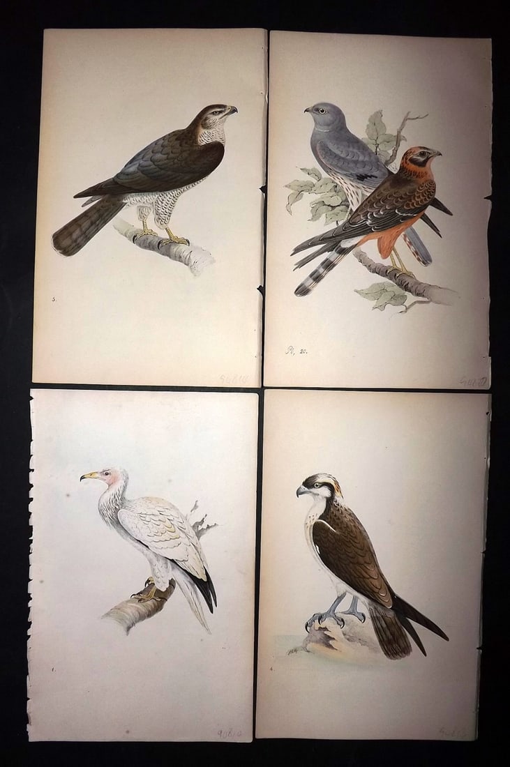 Meyer, Henry 1844 Lot of 4 Hand Col Birds of Prey Prints (1 of 2)