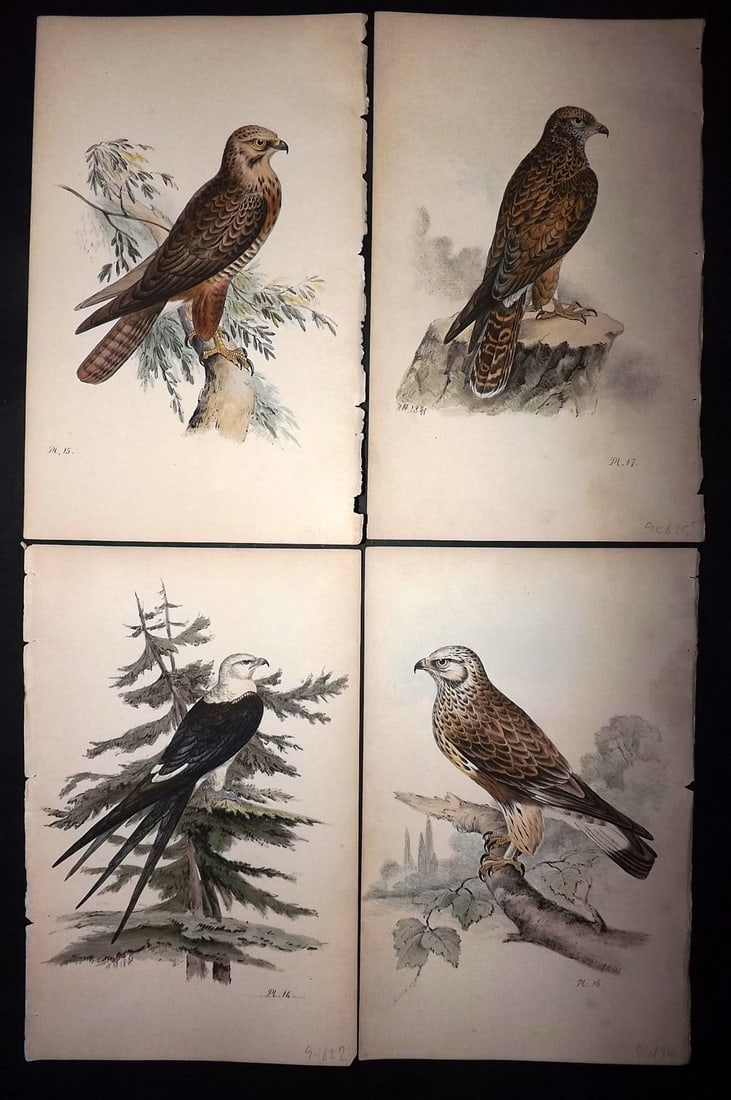 Meyer, Henry 1844 Lot of 4 Hand Col Birds of Prey Prints (1 of 2)