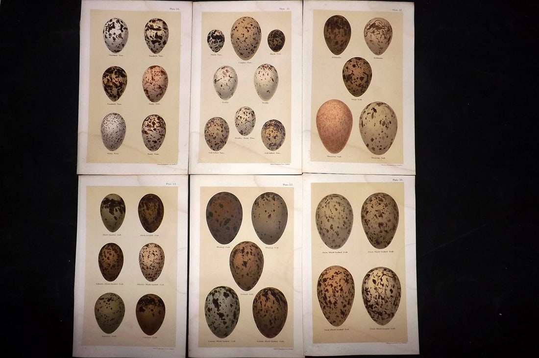 Seebohm, Henry 1896 Lot of 6 Bird Egg Prints: Chromolithographs Published 1896 by Pawson and Brailsford, Sheffield for "Coloured Figures of the Eggs of British Birds" By Henry Seebohm. Paper Size: 9.75 x 6 inch (25 x 16cm) Light water staining, o