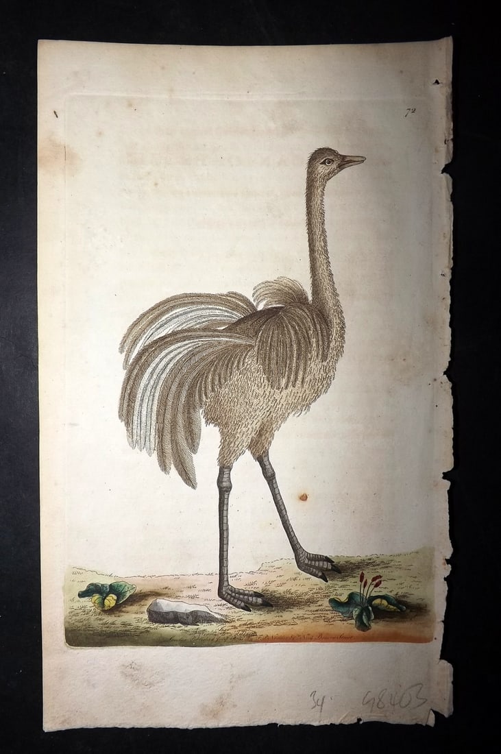 Shaw & Nodder 1789 Hand Col Bird Print. American Ostrich 72: Hand Colored Copper Plate Published 1789-1813, London for "The Naturalist's Miscellany: or Coloured Figures of Natural Objects" by George Shaw and Frederick Nodder. With accompanying descriptive text.
