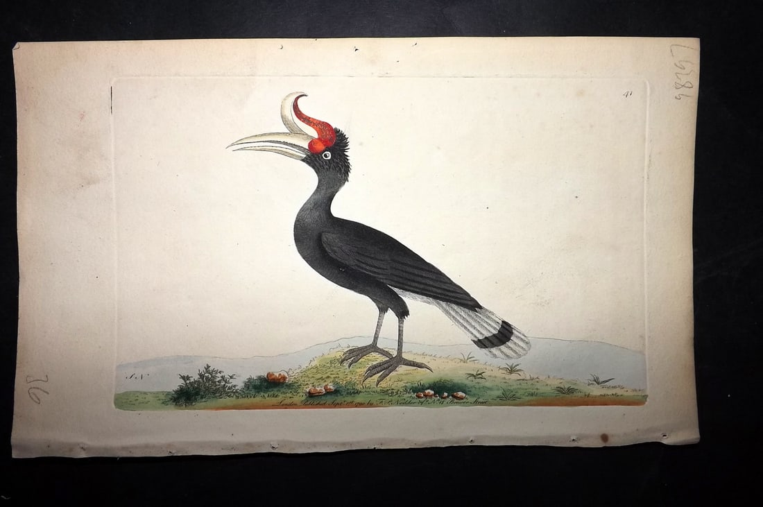 Shaw & Nodder 1789 Hand Col Bird Print. Great Hornbill or Rhinoceros-Bird 41: Hand Colored Copper Plate Published 1789-1813, London for "The Naturalist's Miscellany: or Coloured Figures of Natural Objects" by George Shaw and Frederick Nodder. With accompanying descriptive text.