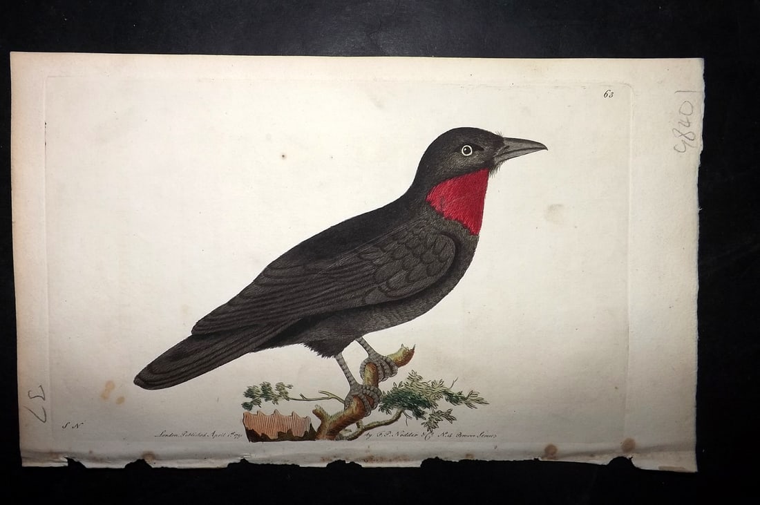 Shaw & Nodder 1789 Hand Col Bird Print. Purple Throated Flycatcher 63: Hand Colored Copper Plate Published 1789-1813, London for "The Naturalist's Miscellany: or Coloured Figures of Natural Objects" by George Shaw and Frederick Nodder. With accompanying descriptive text.