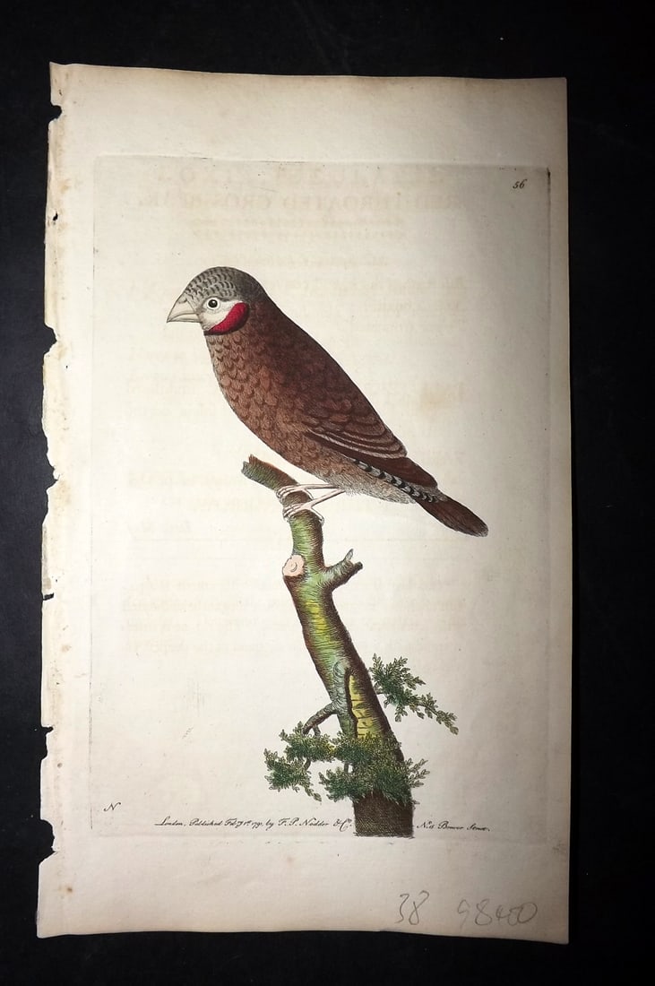 Shaw & Nodder 1789 Hand Col Bird Print. Red Throated Grossbeak 56: Hand Colored Copper Plate Published 1789-1813, London for "The Naturalist's Miscellany: or Coloured Figures of Natural Objects" by George Shaw and Frederick Nodder. With accompanying descriptive text.