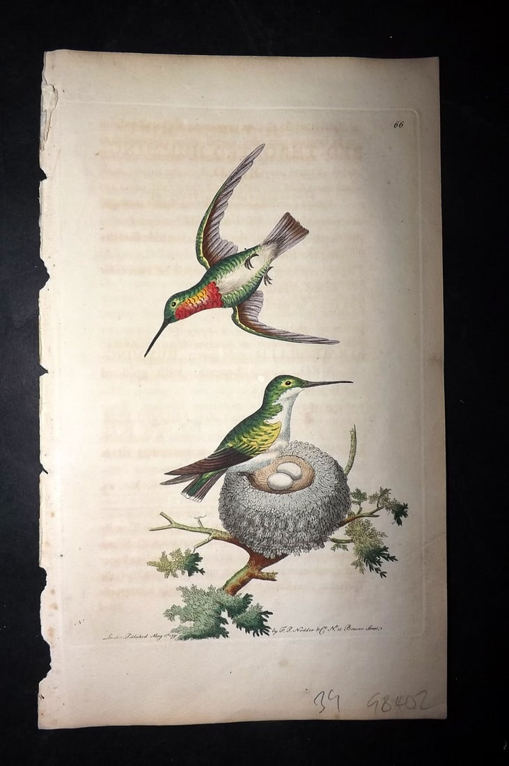 Shaw & Nodder 1789 Hand Col Bird Print. Red Throated Hummingbird 66: Hand Colored Copper Plate Published 1789-1813, London for "The Naturalist's Miscellany: or Coloured Figures of Natural Objects" by George Shaw and Frederick Nodder. With accompanying descriptive text.