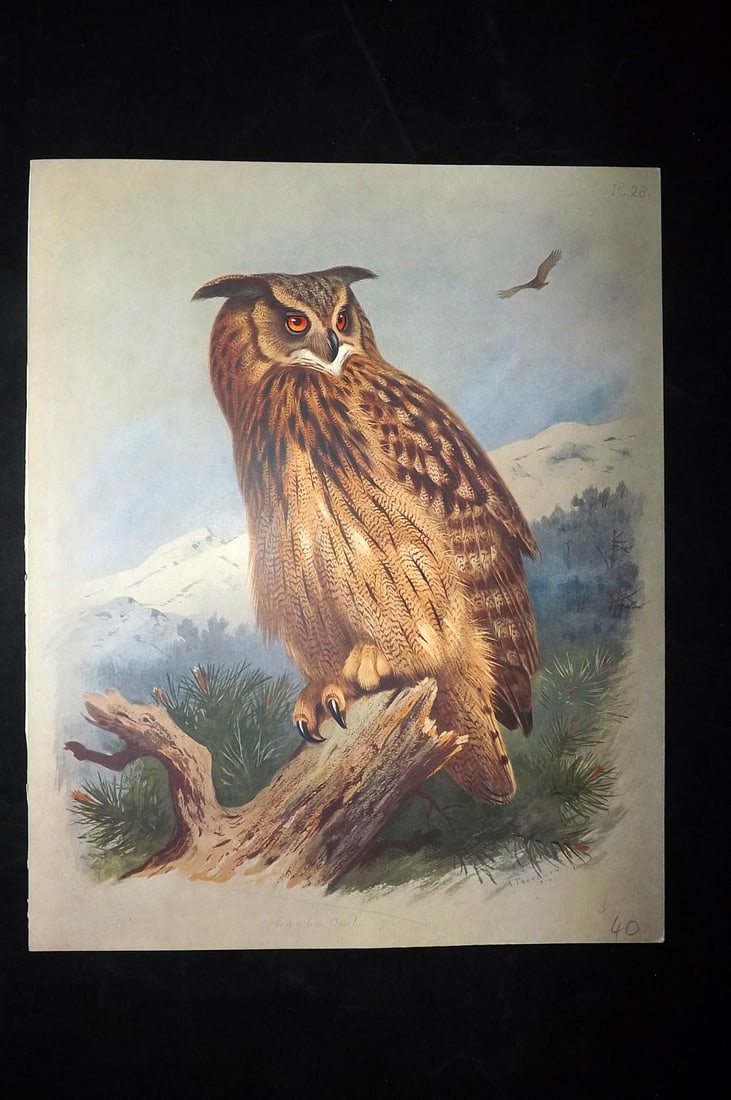 Thorburn, Archibald 1915 Folio Bird Print. Eagle Owl (1 of 2)