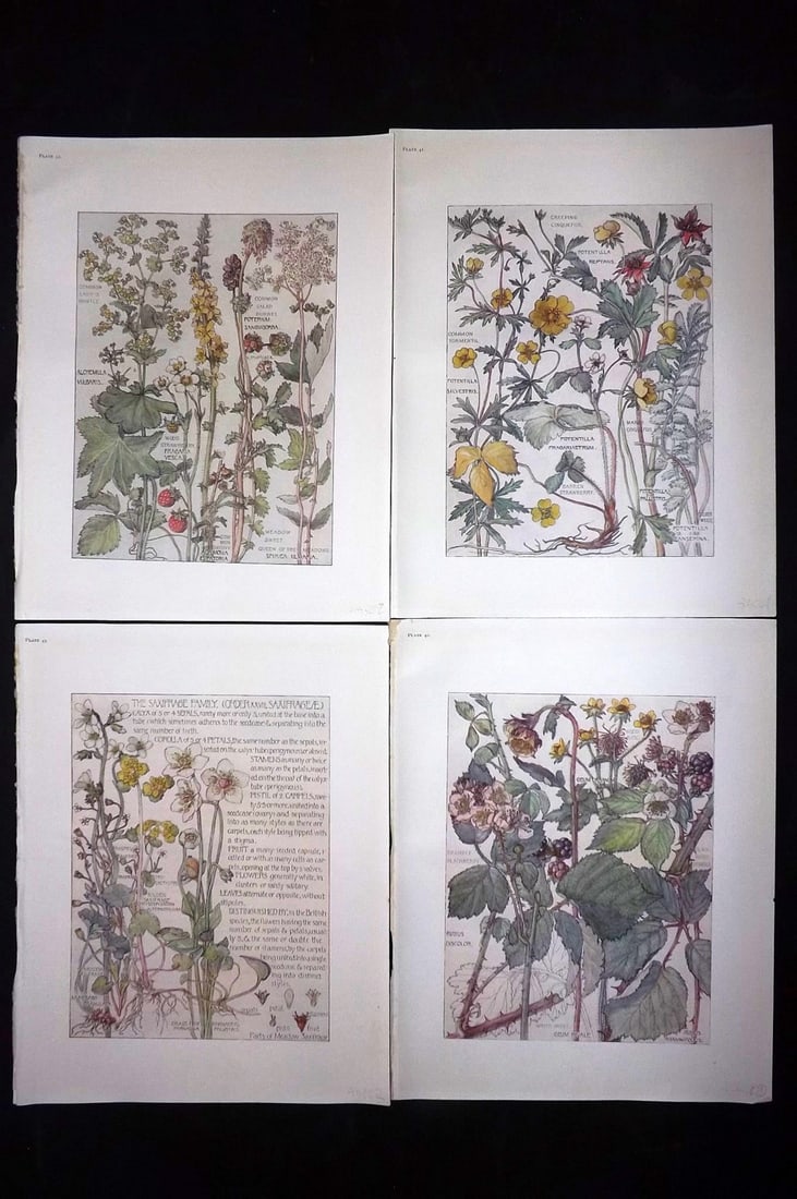Adams, Isabel 1907 Lot of 4 Antique Botanical Prints: Offset Lithographs Published 1907-10, London for "Wild Flowers of British Isles" by Harriet Isabel Adams. Scarce. Paper Size: 11 x 8.5 inch (28 x 22cm) Good Condition