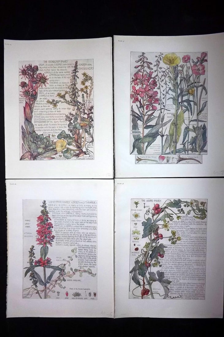 Adams, Isabel 1907 Lot of 4 Antique Botanical Prints (1 of 2)
