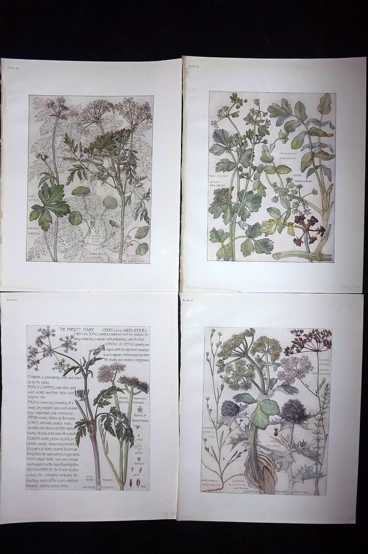 Adams, Isabel 1907 Lot of 4 Antique Botanical Prints (1 of 2)