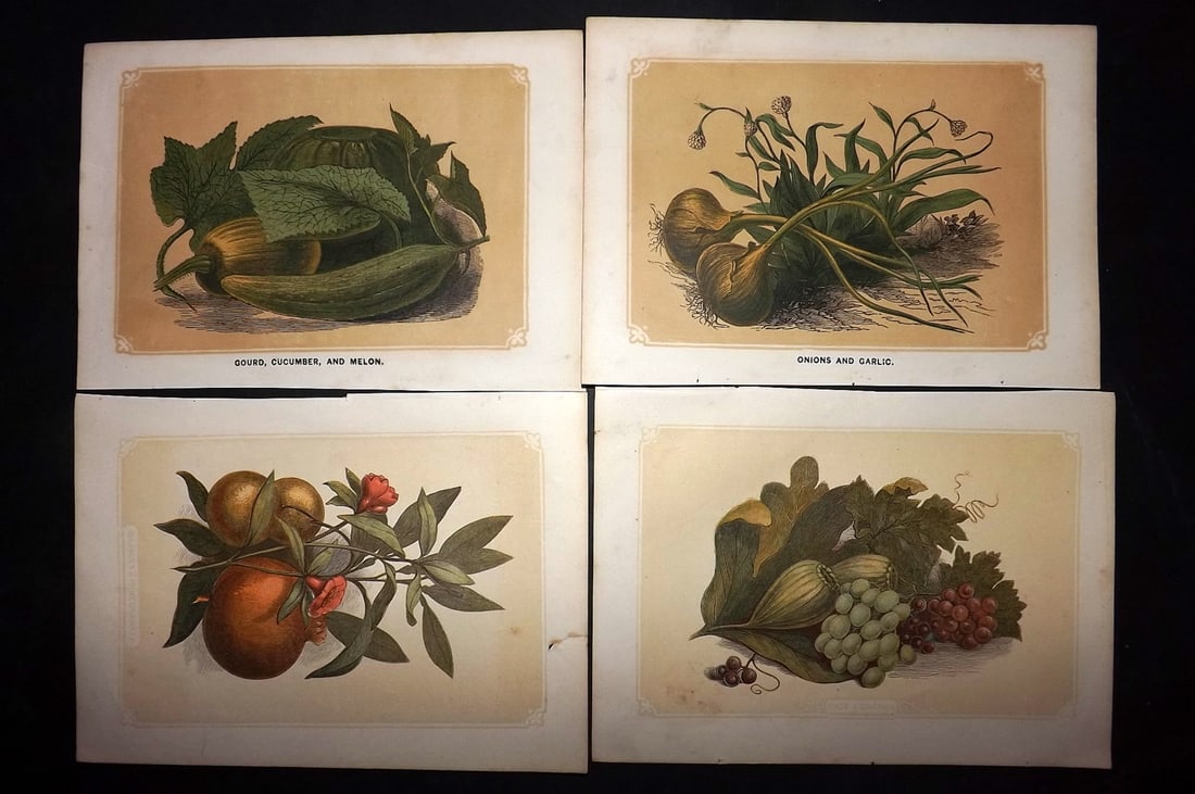 Bicknell, W. I. 1851 Lot of 4 Fruit & Vegetable Prints (1 of 2)