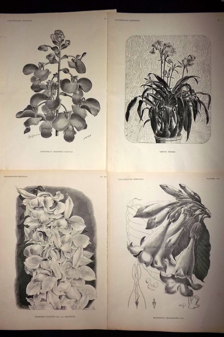 Linden, Jean Jules C1890 Lot of 4 Folio Botanical Prints (1 of 2)