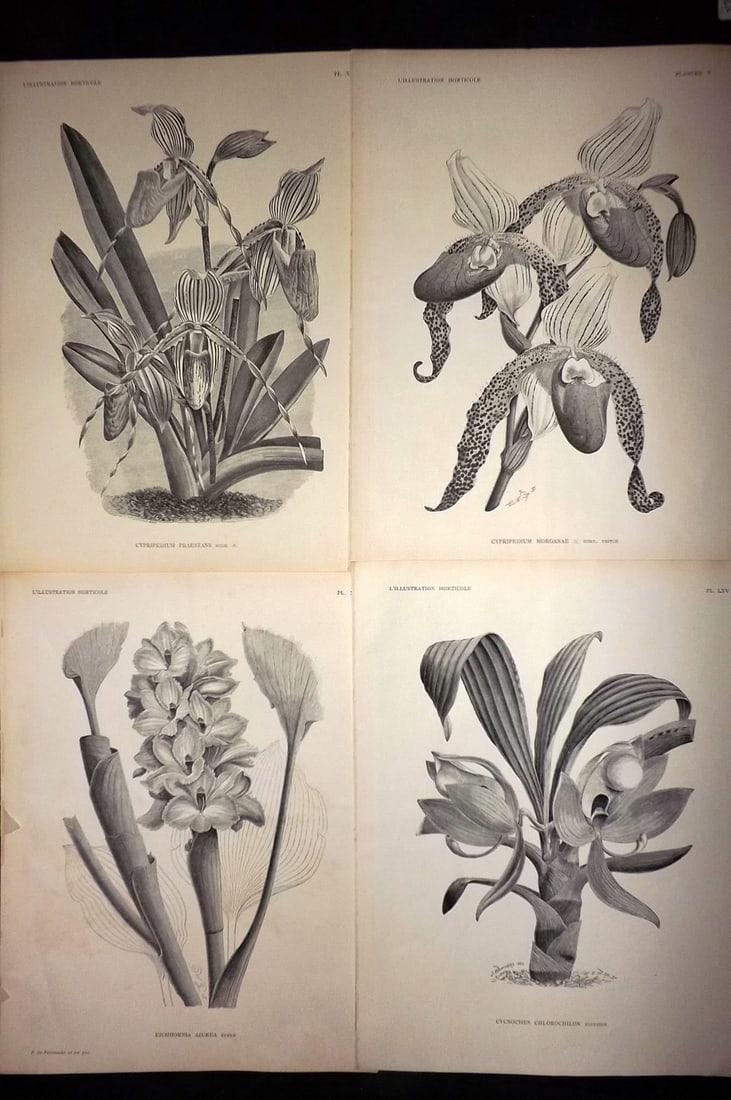 Linden, Jean Jules C1890 Lot of 4 Folio Botanical Prints (1 of 2)