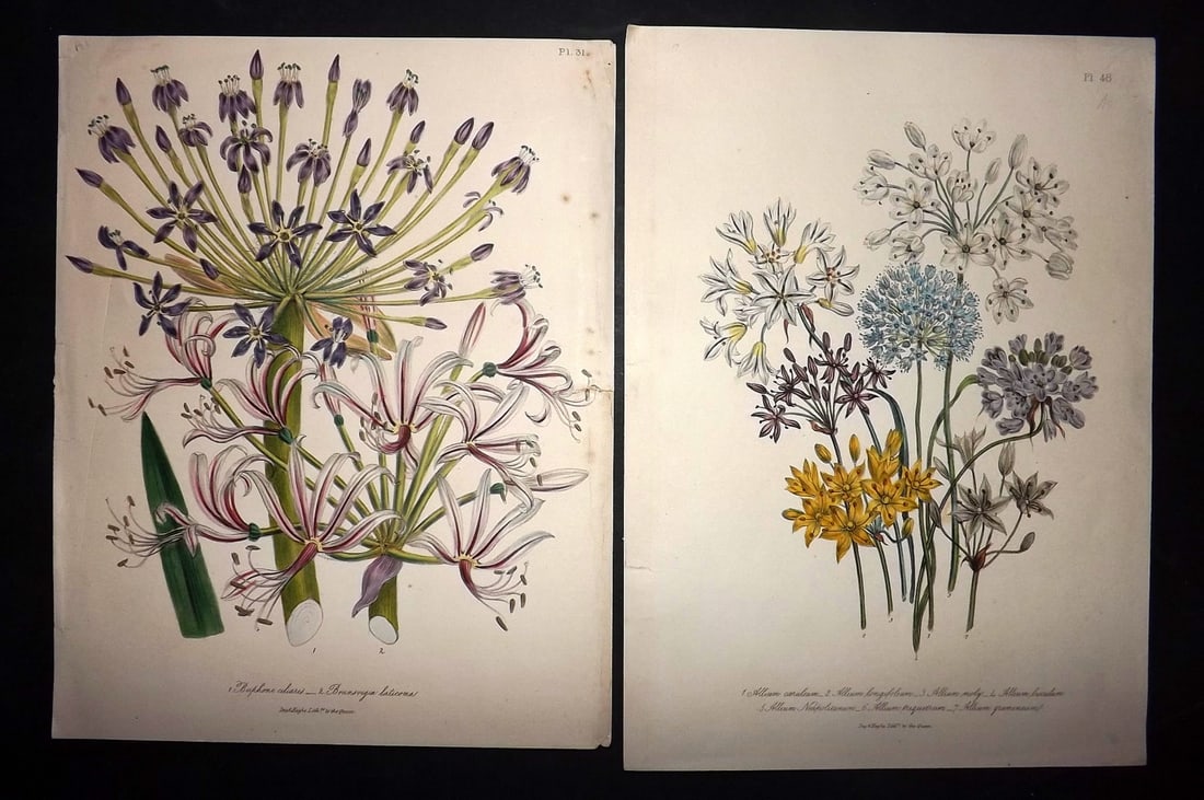 Loudon, Jane 1840 Pair of Hand Col Botanical Prints (1 of 2)