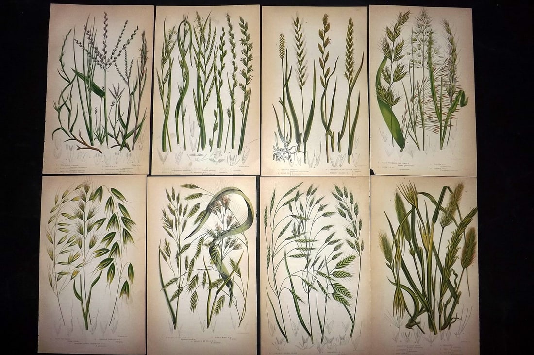 Pratt, Anne 1855 Lot of 8 Antique Botanical Prints. First Edition: Colour Printed Woodblocks Published 1855, London for "The Flowering Plants and Ferns of Great Britain" First Edition by Anne Pratt. Paper Size: 8.5 x 5.5 inch (22 x 14cm) Slightly tight margins as bou