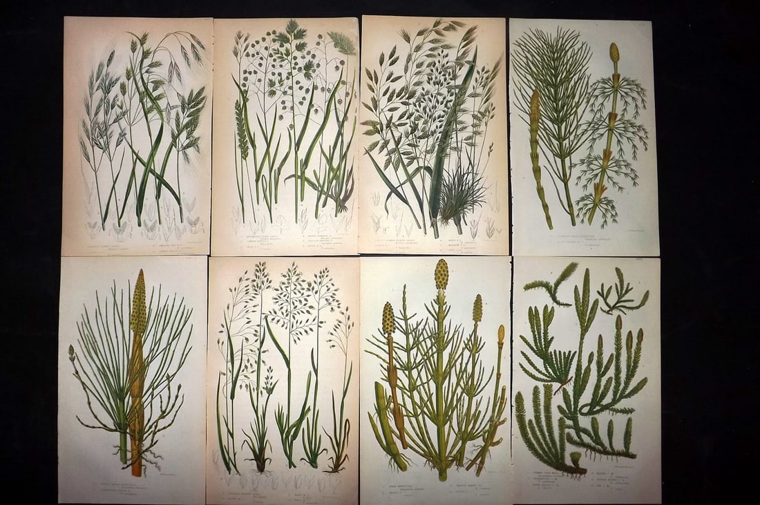 Pratt, Anne 1855 Lot of 8 Antique Botanical Prints. First Edition: Colour Printed Woodblocks Published 1855, London for "The Flowering Plants and Ferns of Great Britain" First Edition by Anne Pratt. Paper Size: 8.5 x 5.5 inch (22 x 14cm) Slightly tight margins as bou