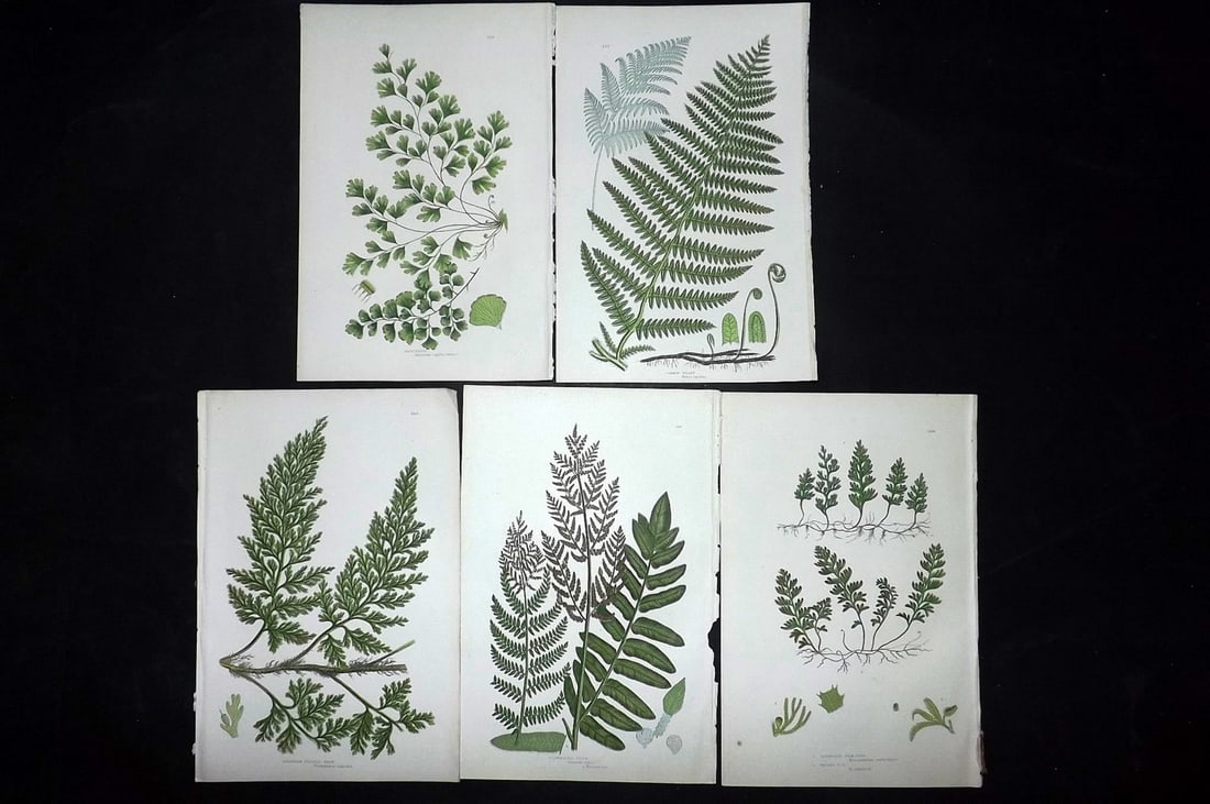 Pratt, Anne 1889 Lot of 5 Antique Fern Prints: Chromolithographs Published 1889, London for "The Flowering Plants and Ferns of Great Britain" by Anne Pratt. Paper Size: 9.5 x 6 inch (24 x 16cm) Good Condition