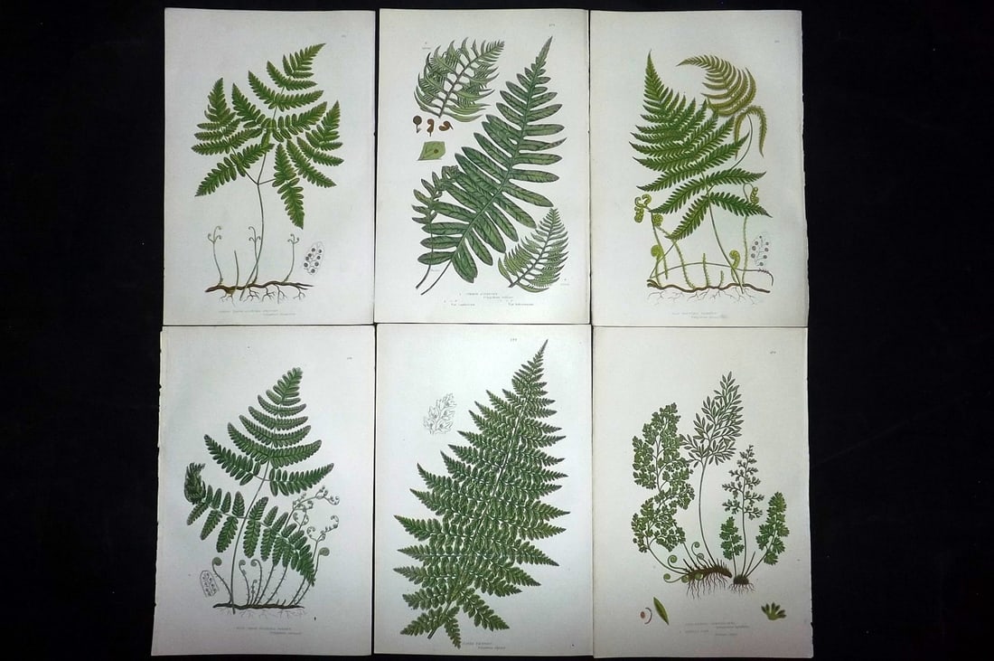 Pratt, Anne 1889 Lot of 6 Antique Fern Prints (1 of 2)