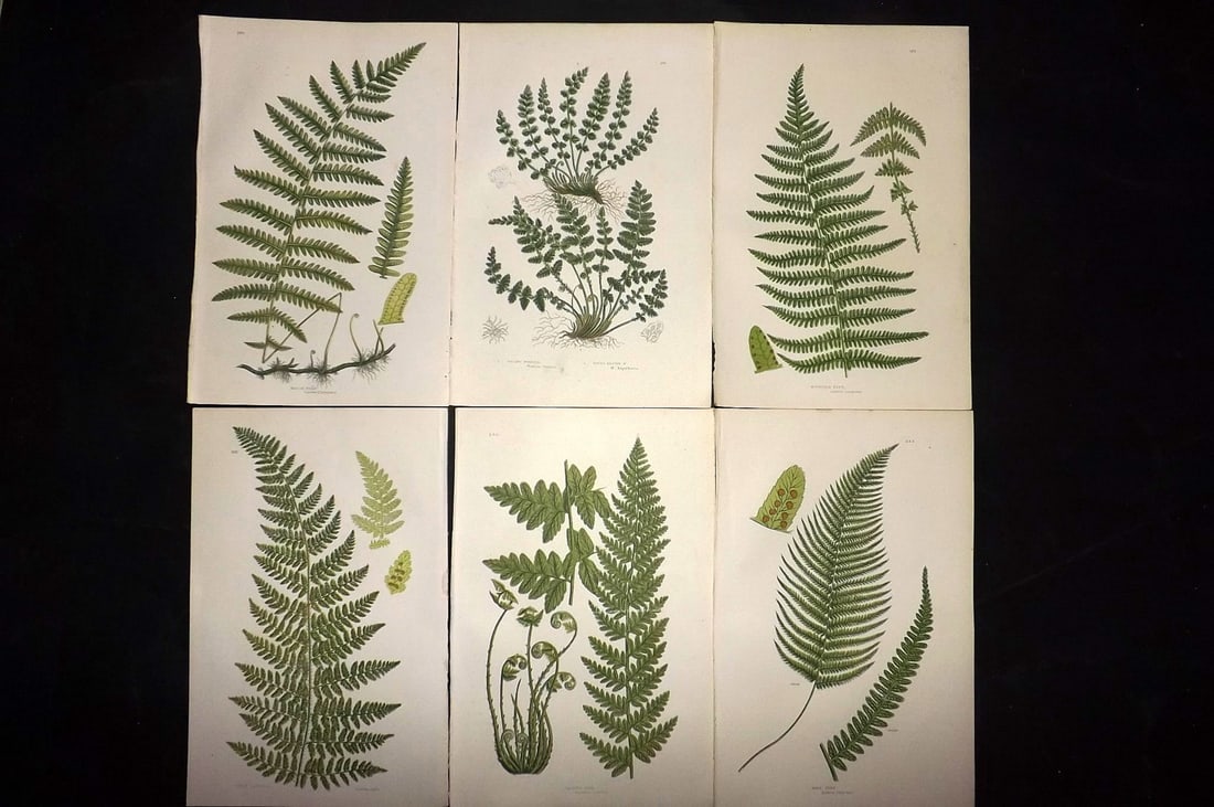 Pratt, Anne 1889 Lot of 6 Antique Fern Prints: Chromolithographs Published 1889, London for "The Flowering Plants and Ferns of Great Britain" by Anne Pratt. Paper Size: 9.5 x 6 inch (24 x 16cm) Good Condition