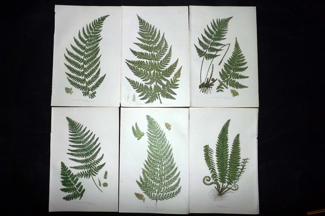Pratt, Anne 1889 Lot of 6 Antique Fern Prints: Chromolithographs Published 1889, London for "The Flowering Plants and Ferns of Great Britain" by Anne Pratt. Paper Size: 9.5 x 6 inch (24 x 16cm) Good Condition