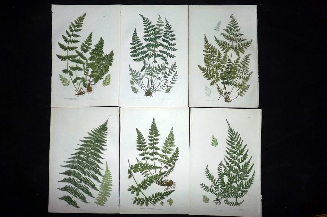 Pratt, Anne 1889 Lot of 6 Antique Fern Prints: Chromolithographs Published 1889, London for "The Flowering Plants and Ferns of Great Britain" by Anne Pratt. Paper Size: 9.5 x 6 inch (24 x 16cm) Good Condition
