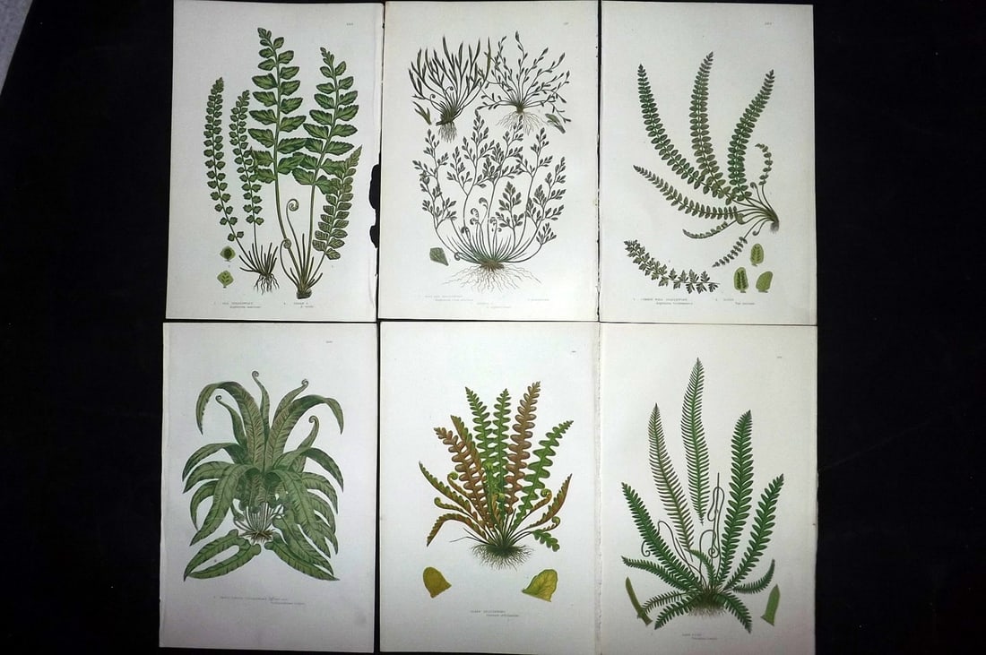 Pratt, Anne 1889 Lot of 6 Antique Fern Prints: Chromolithographs Published 1889, London for "The Flowering Plants and Ferns of Great Britain" by Anne Pratt. Paper Size: 9.5 x 6 inch (24 x 16cm) Good Condition