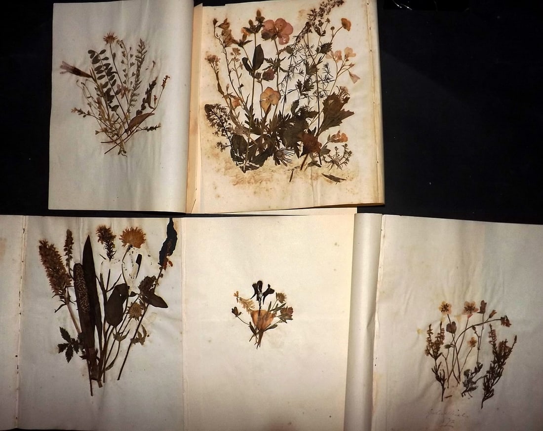 Pressed Flowers 19th Cent. Lot of 5 Samples, Victorian (1 of 2)