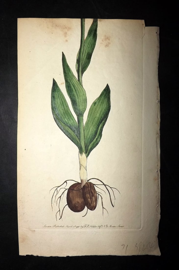 Shaw & Nodder 1789 Hand Col Botanical Print. Bee Ophrys Orchid (1 of 1)