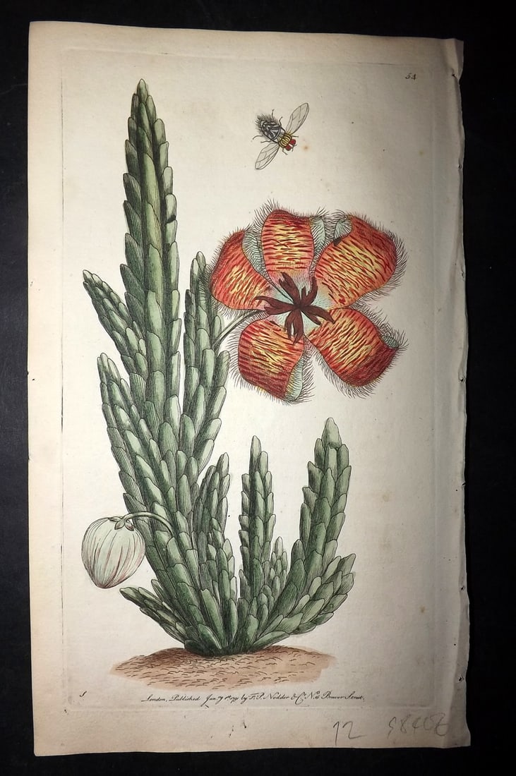 Shaw & Nodder 1789 HC Botanical Print. Feted Stapelia or The Carrion-Flower 54: Hand Colored Copper Plate Published 1789-1813, London for "The Naturalist's Miscellany: or Coloured Figures of Natural Objects" by George Shaw and Frederick Nodder. With accompanying descriptive text.