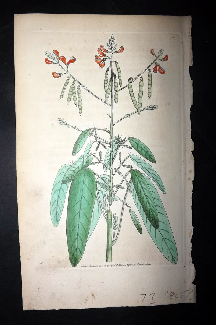 Shaw & Nodder 1789 HC Botanical. Animated Hedysarum or the Moving Plant 70: Hand Colored Copper Plate Published 1789-1813, London for "The Naturalist's Miscellany: or Coloured Figures of Natural Objects" by George Shaw and Frederick Nodder. With accompanying descriptive text.