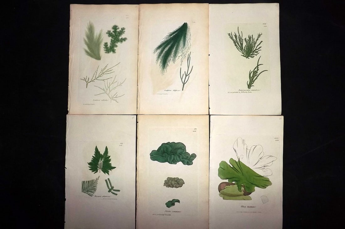 Sowerby, James 1846 Lot of 6 Hand Col Algae Prints: Hand Colored Etchings only Published London, 1832-46 for "English Botany; or, Coloured Figures of British Plants?" Second Edition by James Sowerby and Edward Smith. Paper Size: 8.5 x 5.5 inch (22 x 14