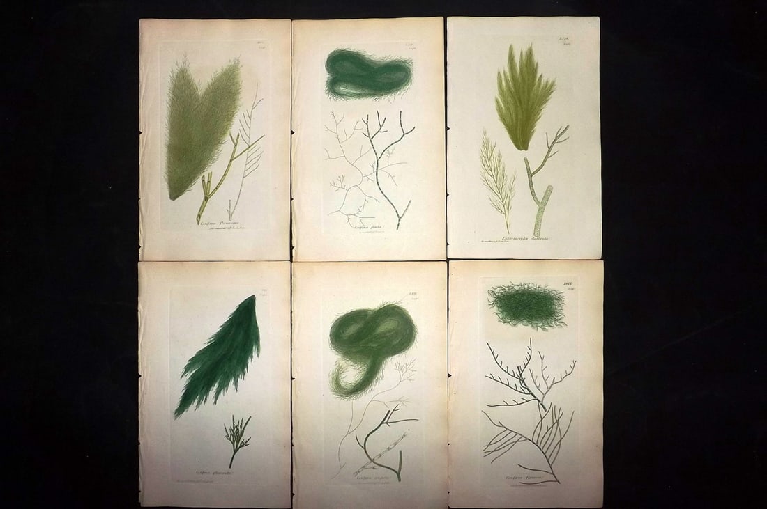 Sowerby, James 1846 Lot of 6 Hand Col Algae Prints: Hand Colored Etchings only Published London, 1832-46 for "English Botany; or, Coloured Figures of British Plants?" Second Edition by James Sowerby and Edward Smith. Paper Size: 8.5 x 5.5 inch (22 x 14